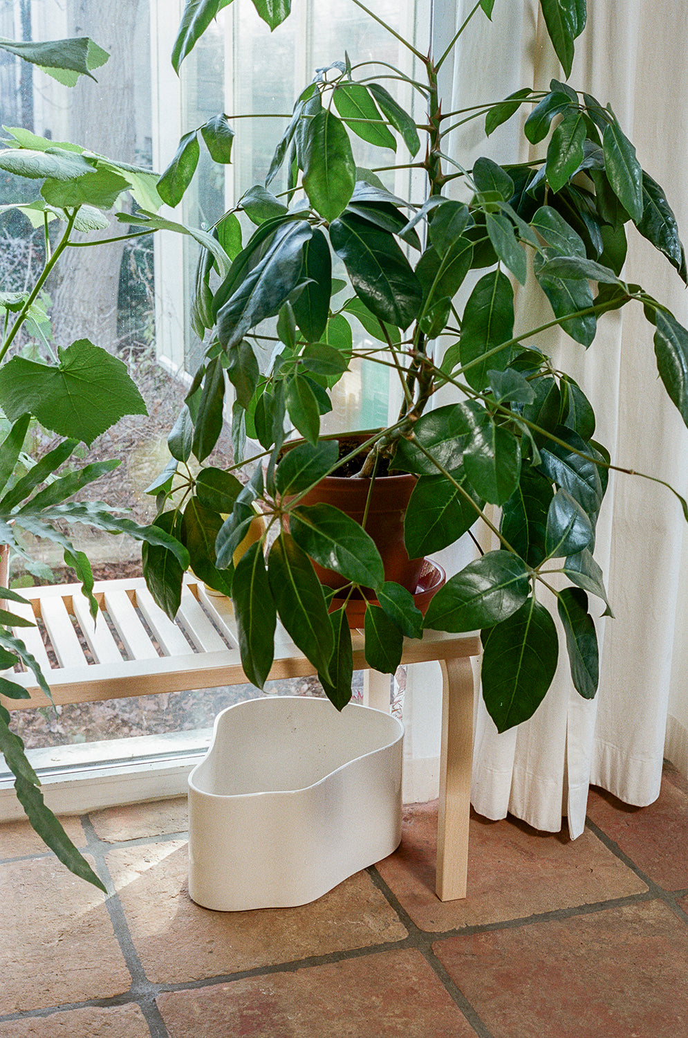 Potted plant on a small table with a white container on a tiled floor.