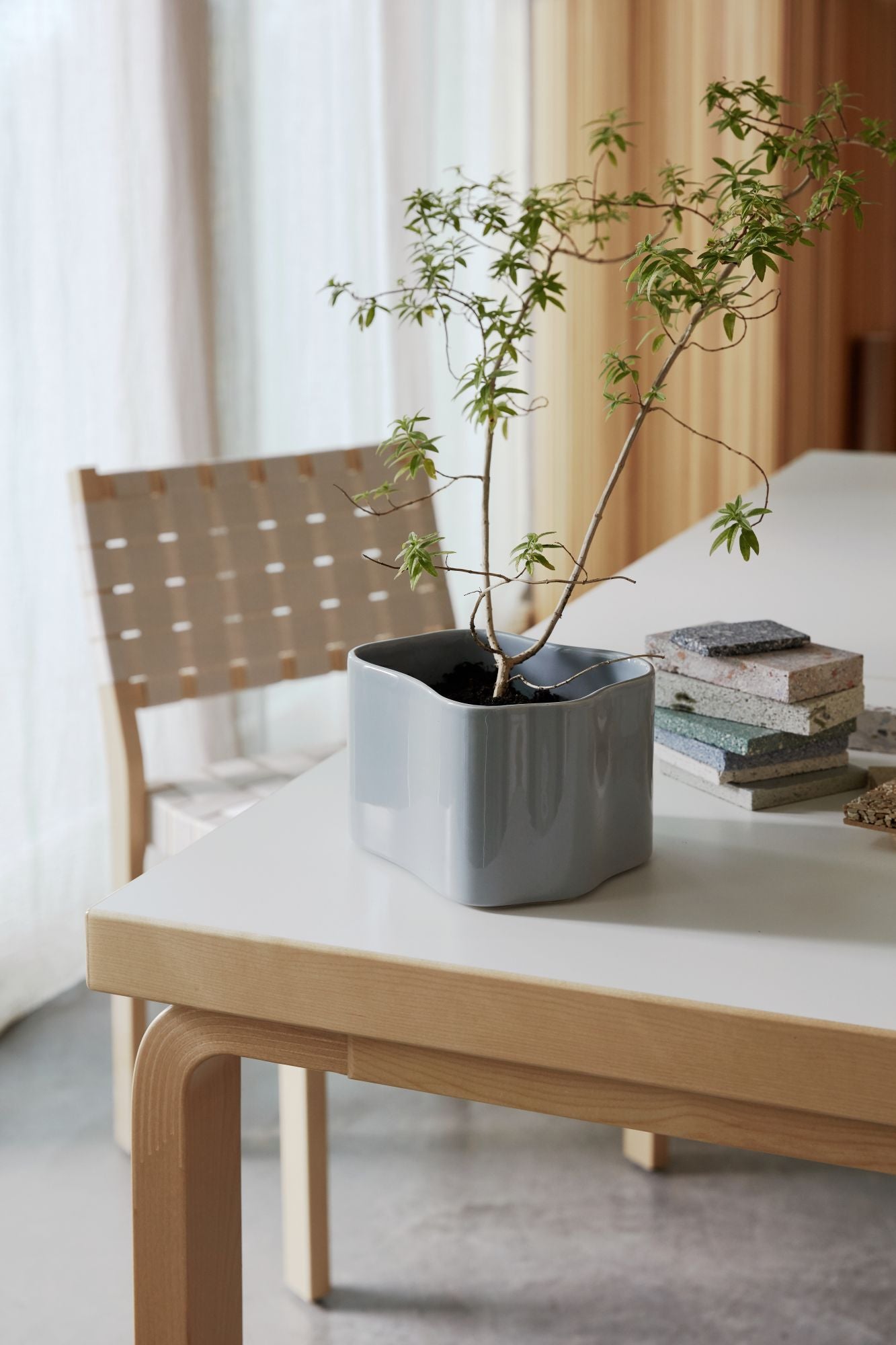 Gray pot with a plant on a wooden table in a room with curtains.